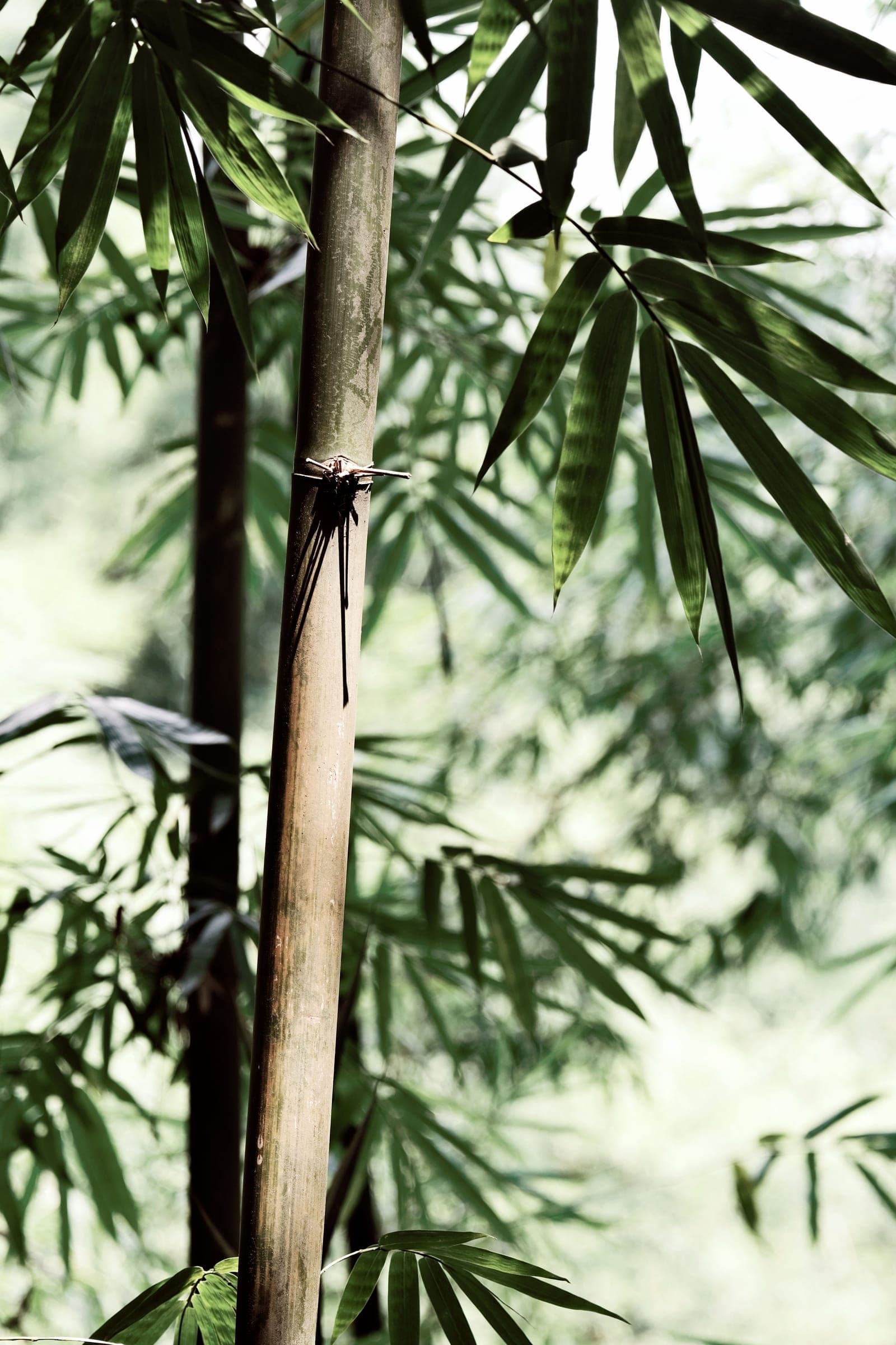 Bamboo culms in filtered light